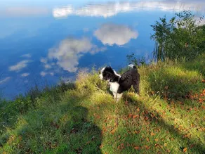 Fånga Minnesota före hösten!<br>Historisk lodge, privat, halv mil sjöstrand. - Image 3