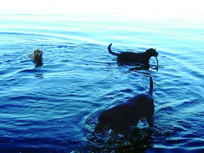 Cayuga Lake Cabins, Smuk Log Cabin Home, Cabin C, brand pit, hund venlig - Image 2