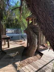 Farm Treehouse; GLAMPING IN THE WINE COUNTRY! 501c3 - Image 4