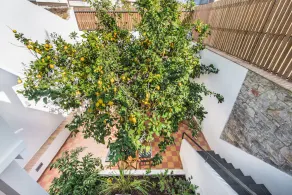 Lemon Tree Stay - Image 4