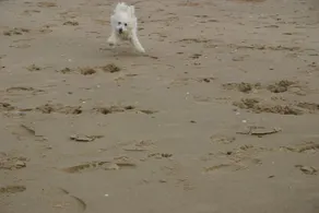 Beach Links - Image 4