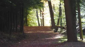Serenity Cabin:Authentic Rustic Forest Retreat/Mountain View Hiking/Pet friendly - Image 4