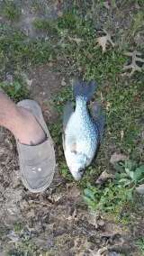 Primitive campsites, pond, wildlife, campfires - Image 3
