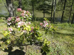 The Best Getaway on Craig's Creek - Image 4