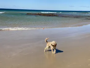 Absolute beachfront- Bush, Beach, Dogs, Relax! - Image 3