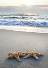 “SeaStar Cottage” Beautiful west side Whidbey Island! Check dates for Specials! - Image 4