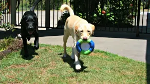 Pet Friendly-Adults Only, Kingscliff, Tropical Coast Retreat, Hinterland Suite - Image 2