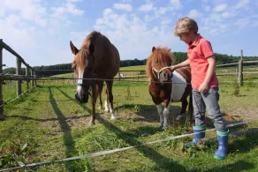 Kalles PATRIA vacanza, passeggiate a cavallo e il paese vive in Kraichgau - Image 3