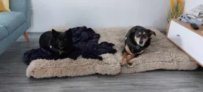 MODERN CLEAN PET FRIENDLY VILLA, SHORT STROLL TO BONGAREE FORESHORE,CAFES,CLUBS - Image 3