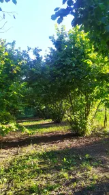 B&B Naturin - Nature, Wine, Pool and Relax - Image 4