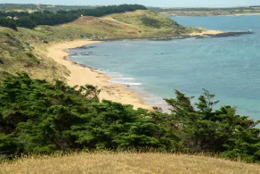 Daphne am Meer bei Omaru Farm, Phillip Island - Image 4