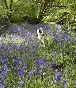 Bluebell Brook Camp\nSecluded camping in 13 acres of magical meadow and woodland. - Image 3