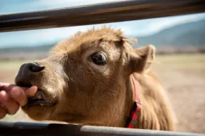 The Grand Ranch at Zion Farm Stay, #2!  Mini Animals, Highland Cows-Family Farm - Image 2