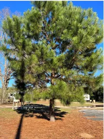 The best RV Park in Selma Al ! Buckaroo Jones Rv Park! - Image 5
