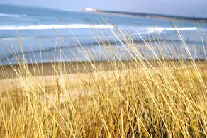 SUPERB VIEW OF THE SEA, the estuary and the dunes, on the 8th floor, well-placed - Image 5
