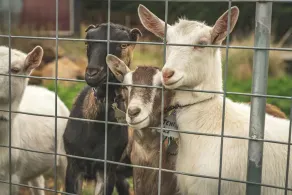 Altitude - A Tiny House Experience in a Goat Farm - Image 2