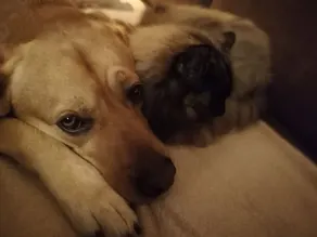 Ferienwohnung Fleur de Lys Urlaub auf Anfrage mit Hund - Image 3