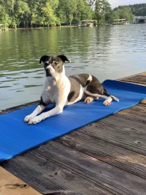 LAKEFRONT HARTWELL! Good dogs welcome! Covered dock, fire pit, kayaks! - Image 2