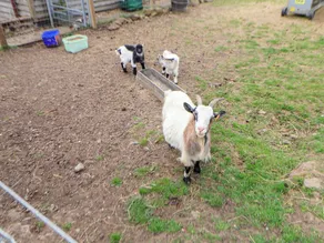 Sprinks Farm - Image 4