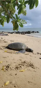 Beach Front Condo w/ Beautiful Sunrises on Private Sandy Beach + Turtles + Perfect Snorkel Spot - Image 2
