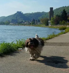 Vacation home Vogelnest Damscheid near Oberwesel in the Middle Rhine Valley - Image 3