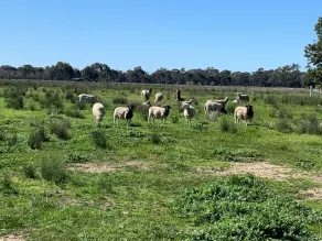 Mariam Farm Stay - Image 4