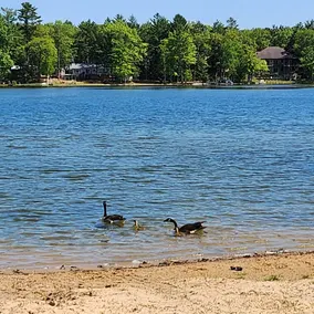 Tawas, Oscoda, National City, Sand Lake Cabin - Image 3