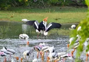 Ivory Safari House - Image 5