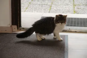 Lejlighed 2 - Bocksleitnerhof - Image 2
