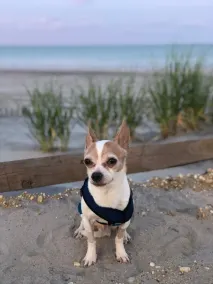 Bekväm och öppen strandbungalow! 1 kvarter till havet! - Image 2