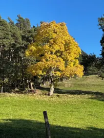 Dejlig møbleret lejlighed i en massiv Vosges hus - Image 5