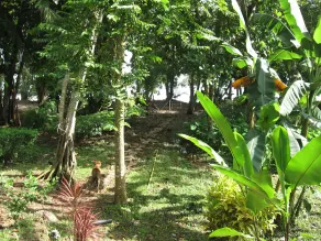 Coconut Grove Oceanfront Cottages Playa Domincalito - Image 4