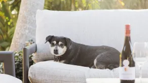 Pawprints Pet Friendly 4 bedroom level home only 370m to pet friendly beach - Image 2
