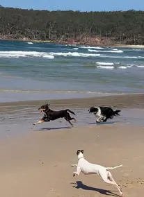 Gorgeous pet-friendly house at Pambula Beach. - Image 2