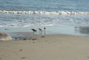 Oceanfront Cottage On Sandy Carbon Beach – Pelican - Image 4