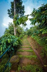 After The Rains,Wayanad - Image 2