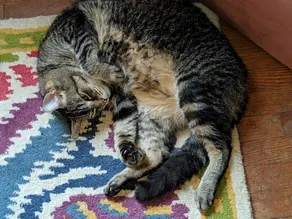 The One Cat B&B - Image 3