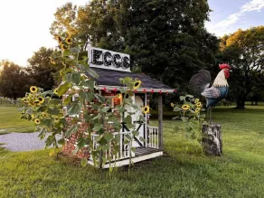 Maples Farm Fresh Eggs - Image 4