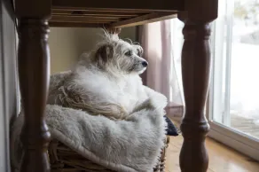Peaceful Country Living at Cobblestone  Farm - Image 2