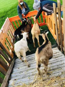 Cabin at Animal Rescue Sanctuary - Sleeps 2 - Image 2