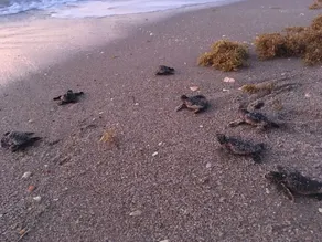 Singer Island Stadthaus nur wenige Schritte vom Strand - Image 5
