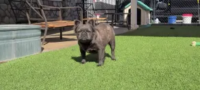 Tiny Home in Bulldog Paradise with free puppy love ❤️ - Image 5
