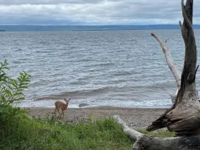 Tigh Beag Writers Retreat. Secluded Waterfront acreage. - Image 3