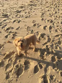 Momentos de cabaña para perros de la hermosa playa de Winterton - Image 2