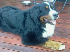 ***Heaven No 2, 100% Pet Friendly 3 bedroomHoliday property Pambula Beach NSW*** - Image 2