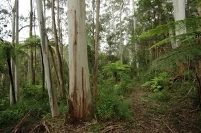 Parque Carinya - Gembrook - Image 5