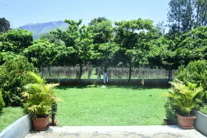 Misty Green - Image 4