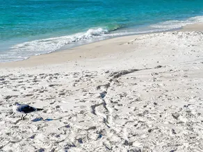 Mare e Sole l Steps to the Beach l South of 30A l Beachfront Pool l 2 Bikes included - Image 5