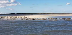 Vacation with a dog at the North Sea in East Frisia - Image 4