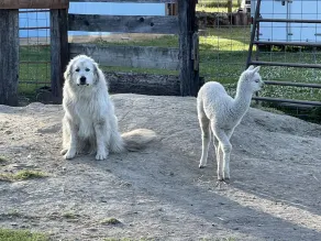 Alpaca Farm Retreat - Image 3